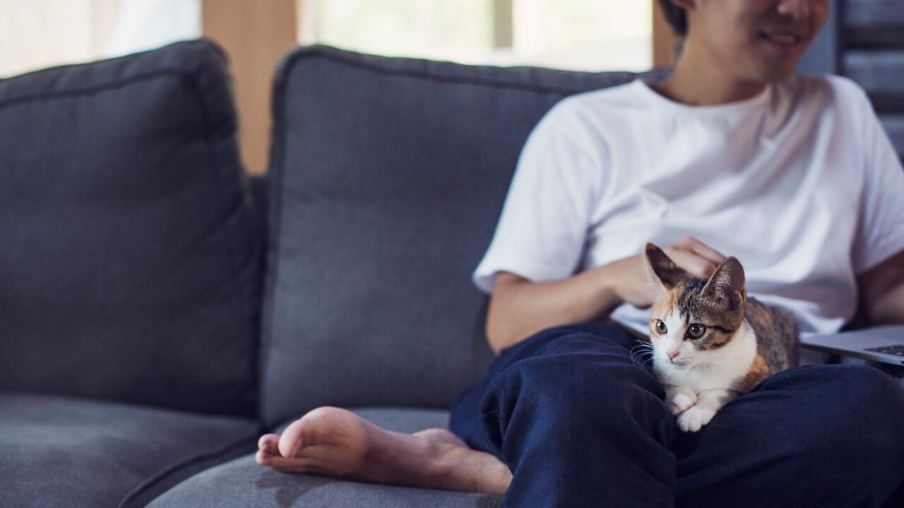 Man on a sofa with a cat and laptop small overlay